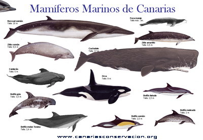 Las espécies de Mamíferos Marinos de Canarias via Canarias Conservación