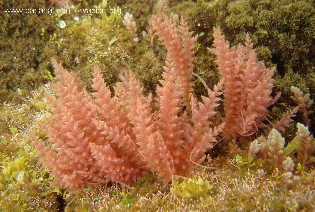 File:Algas (Asparagopsis armata), franja marina Teno-Rasca, Tenerife,  España, 2022-01-08, DD 18.jpg - Wikimedia Commons