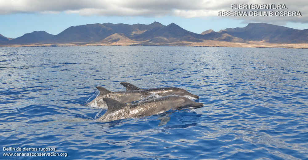 Delfines dientes rugosos en Fuerteventura